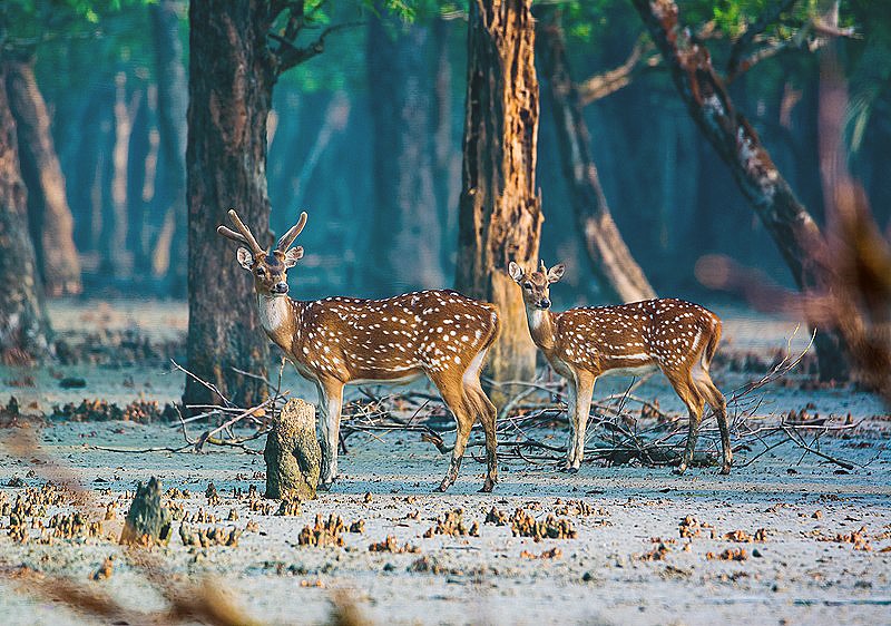 সুন্দরবন